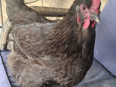 Chickens - laying hens and younger