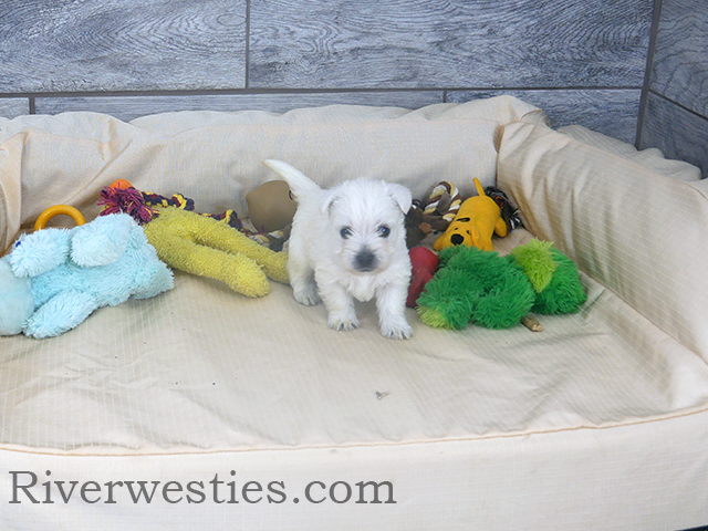 West Highland Terrier puppies AKC (westie)