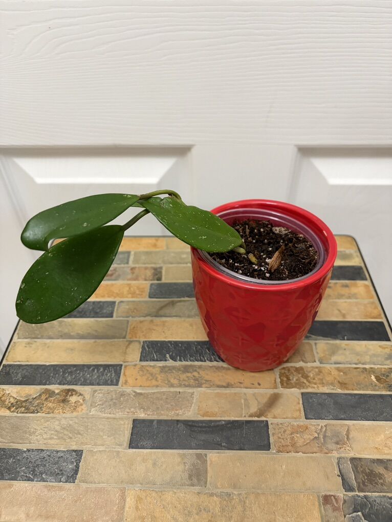 Hoya Splash in 3 red ceramic pot