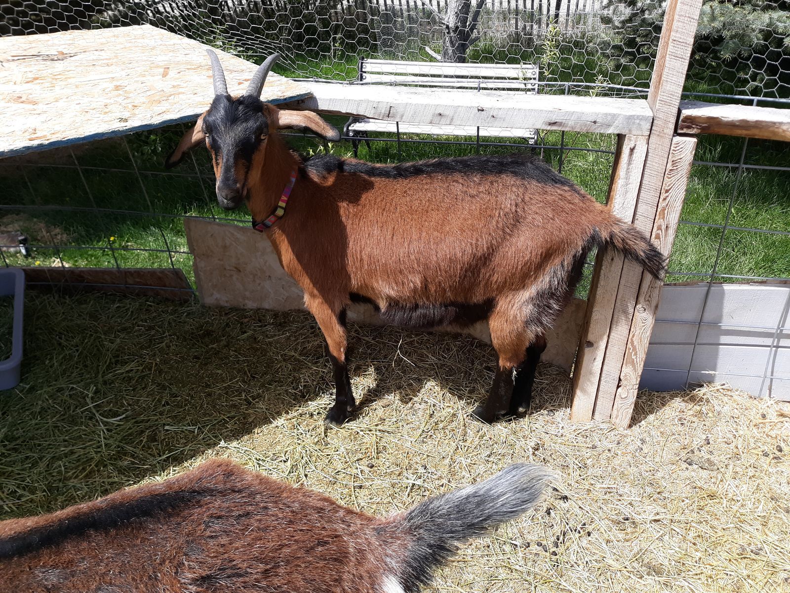 Alpine / Nubian yearling dairy milk goat with kid $350