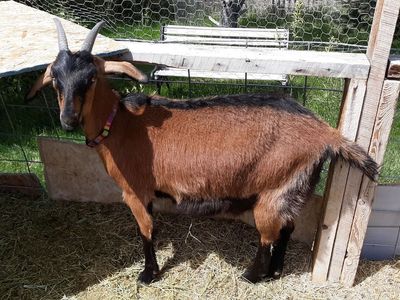 Alpine / Nubian yearling dairy milk goat with kid $350