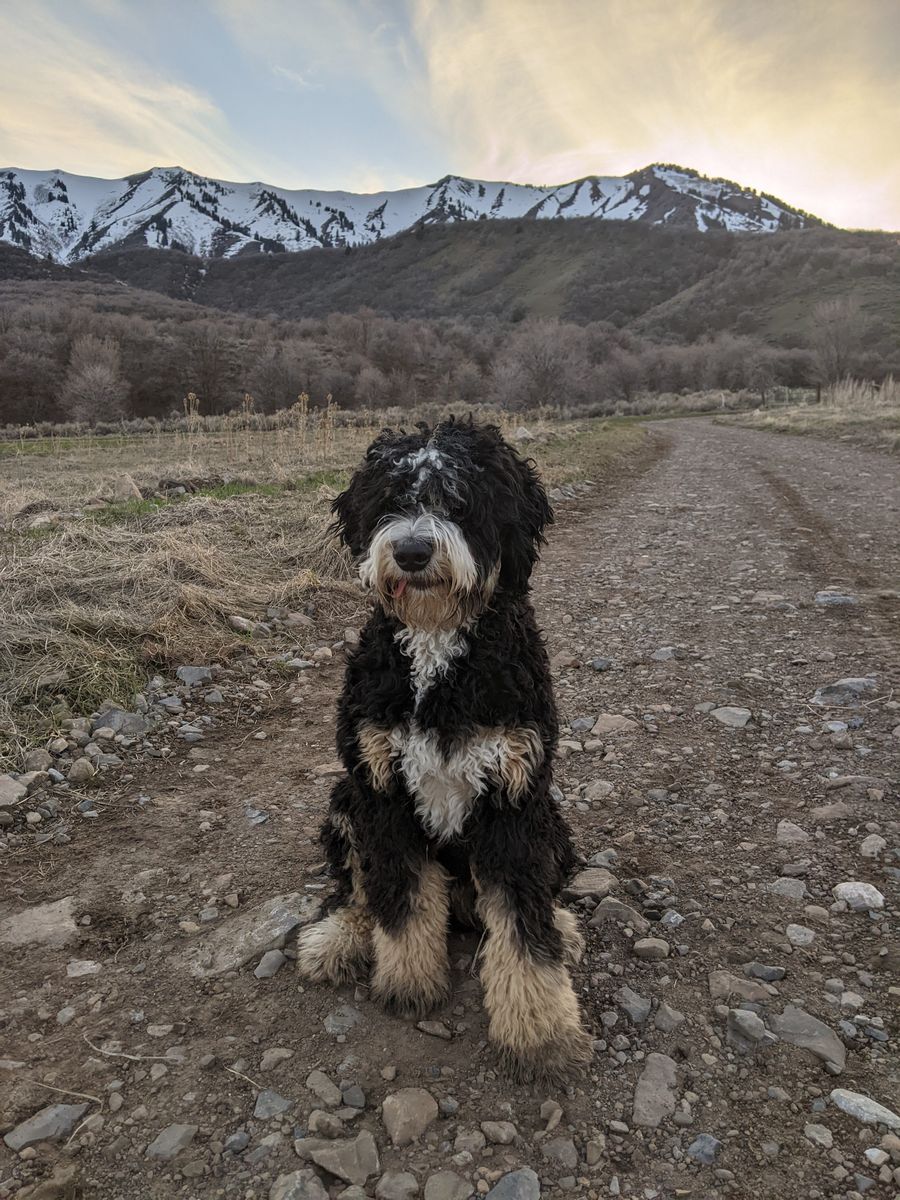 Awsome 4 year old Bernadoodle
