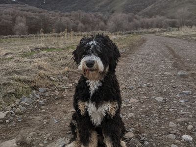 Awsome 4 year old Bernadoodle