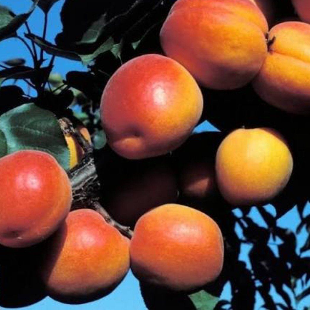 Robada Apricots 23lbs