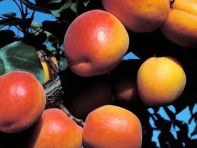 Robada Apricots 23lbs
