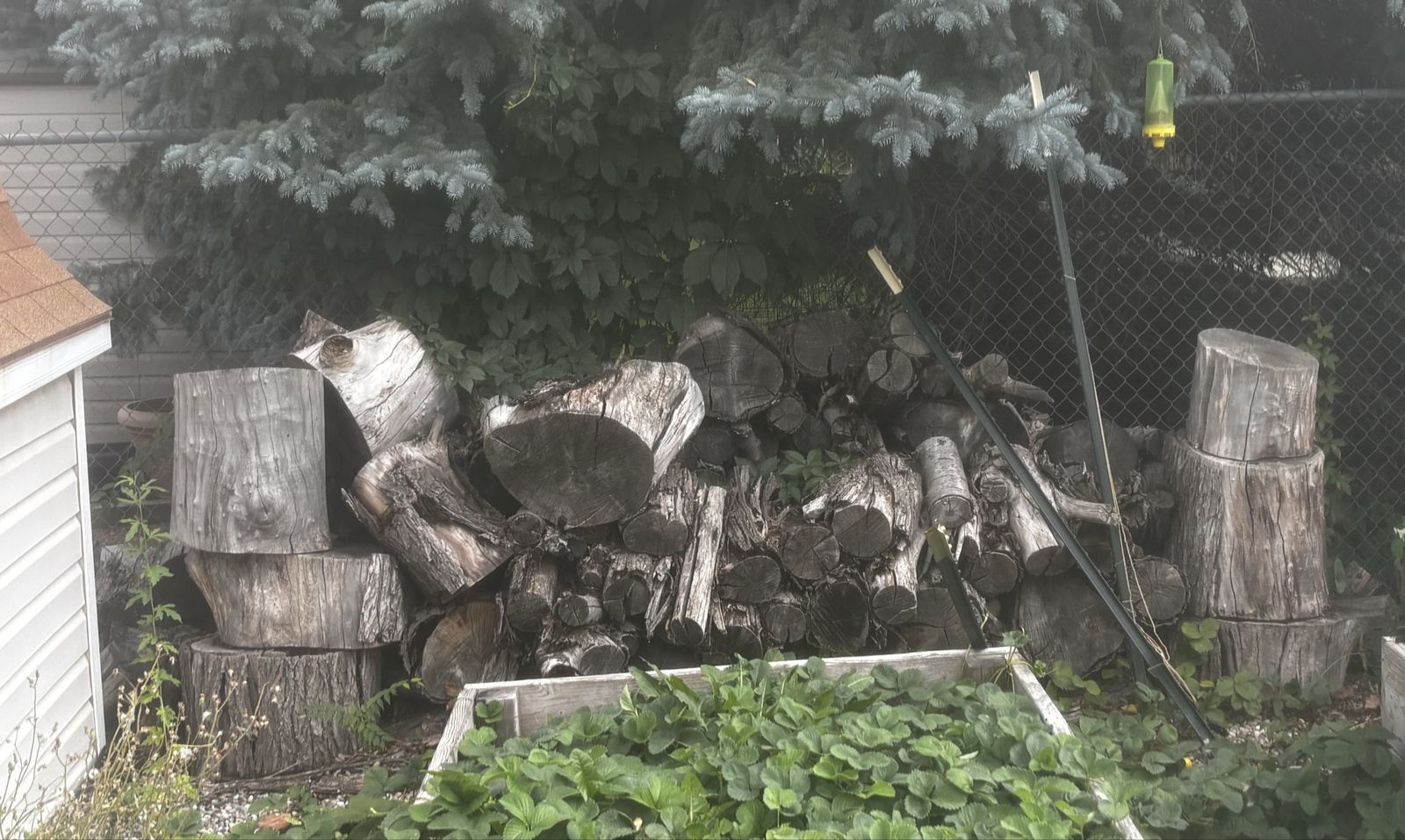 Free wood
