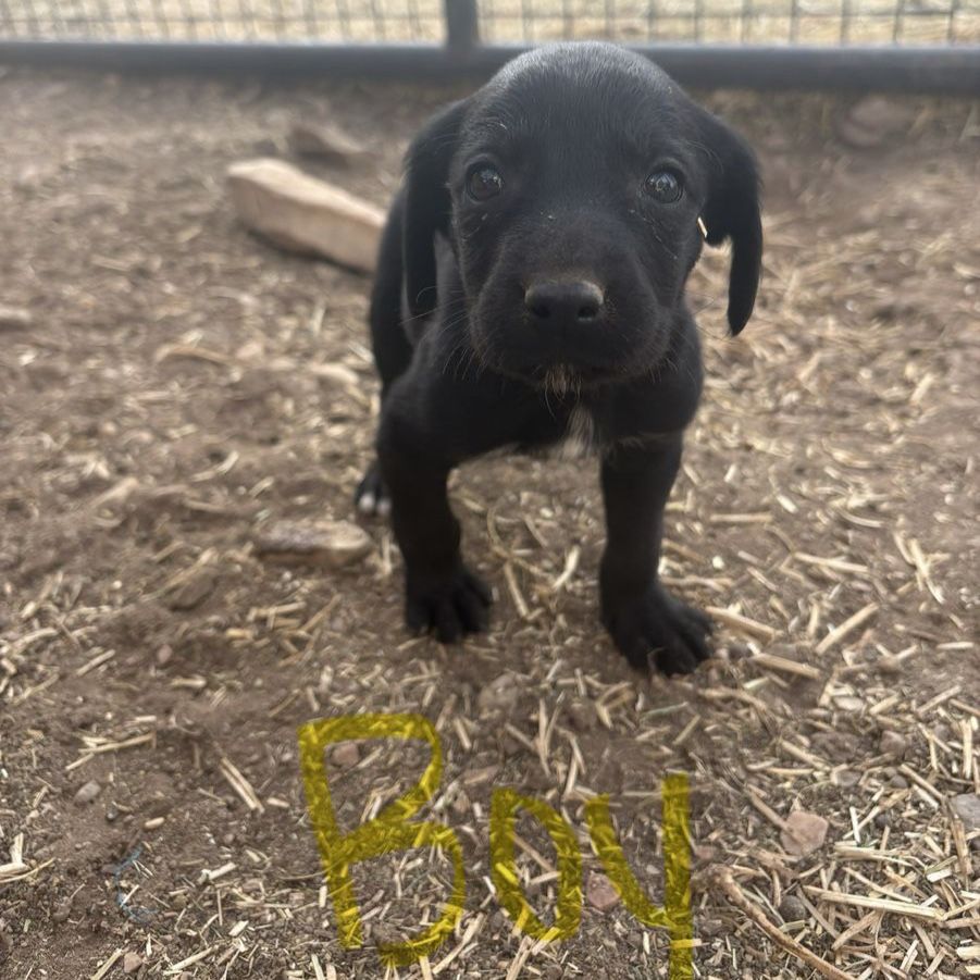 Hound/Border Collie Puppies