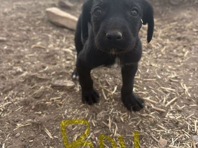 Hound/Border Collie Puppies