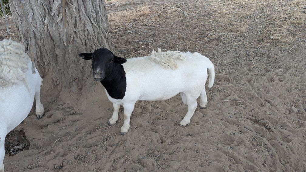 Young Fullblood Dorper Ram Lamb