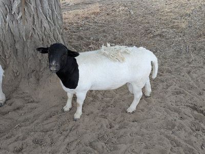 Young Fullblood Dorper Ram Lamb