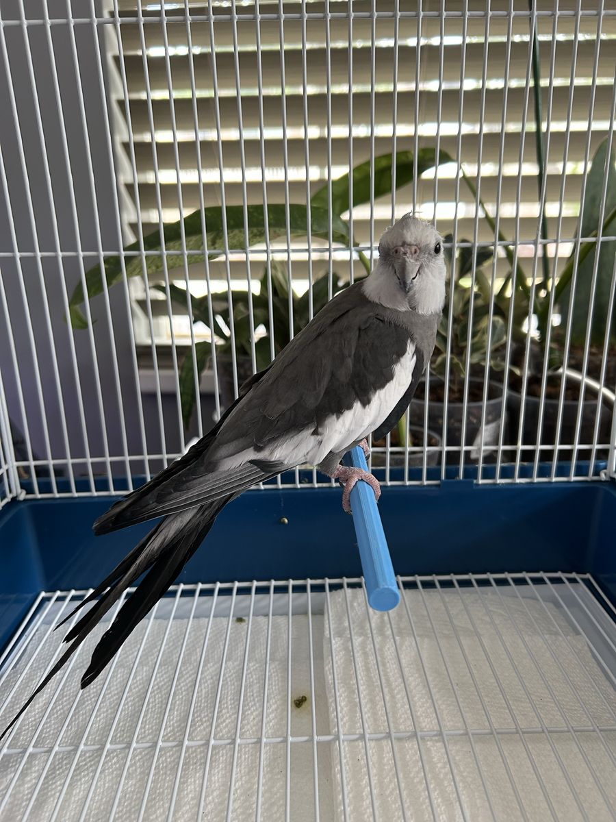 Male Cockatiel