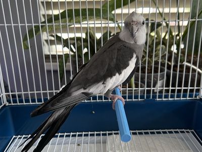Male Cockatiel