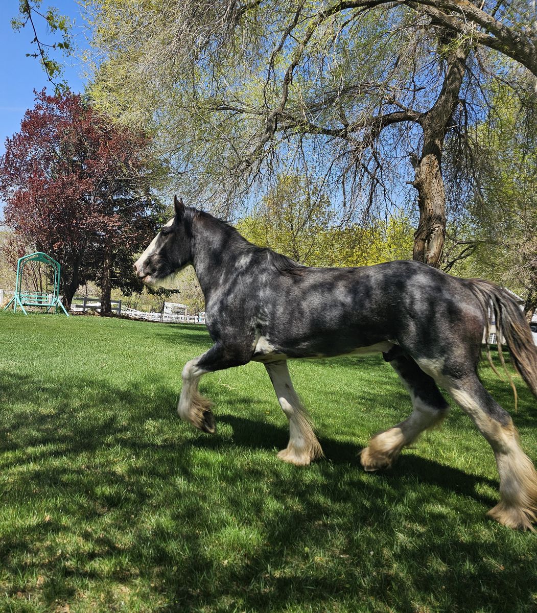 standing at stud