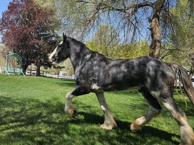 standing at stud