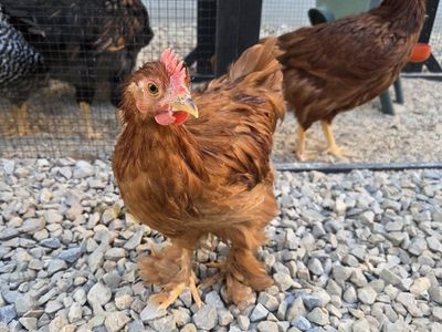Cochin Roosters