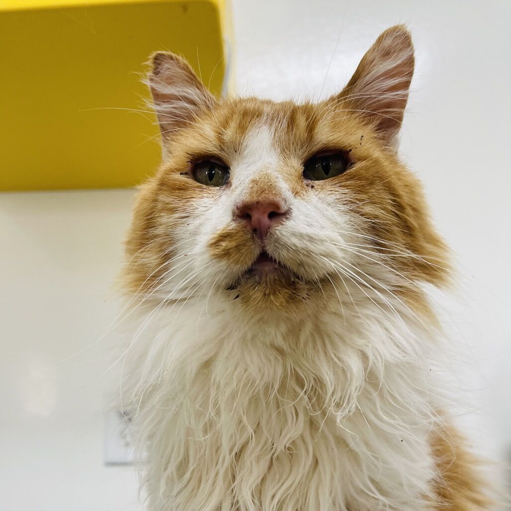 Hello my name is Jumbalaya