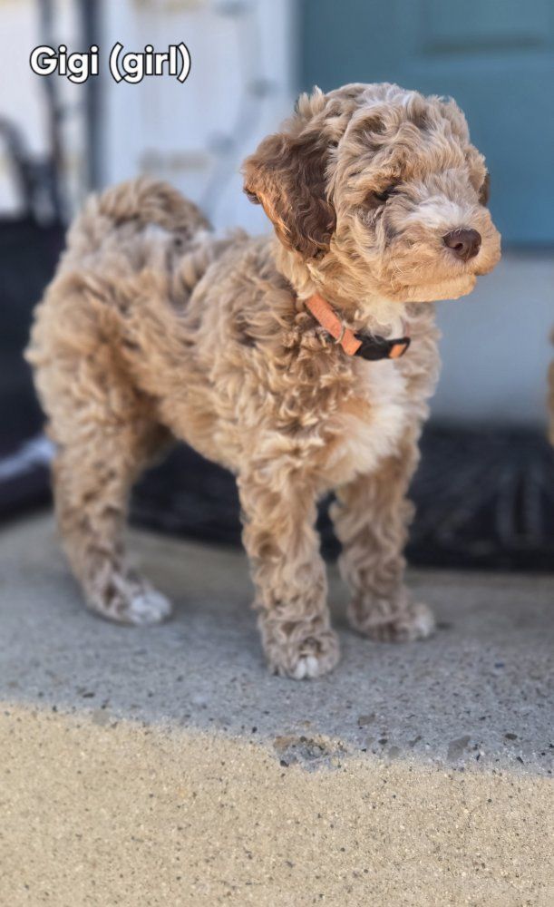 Teddy Bear Mini Goldendoodle Puppies
