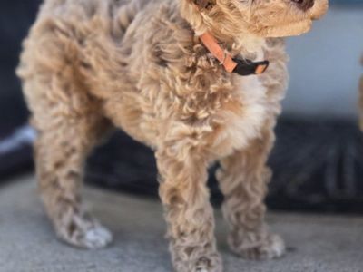 Teddy Bear Mini Goldendoodle Puppies