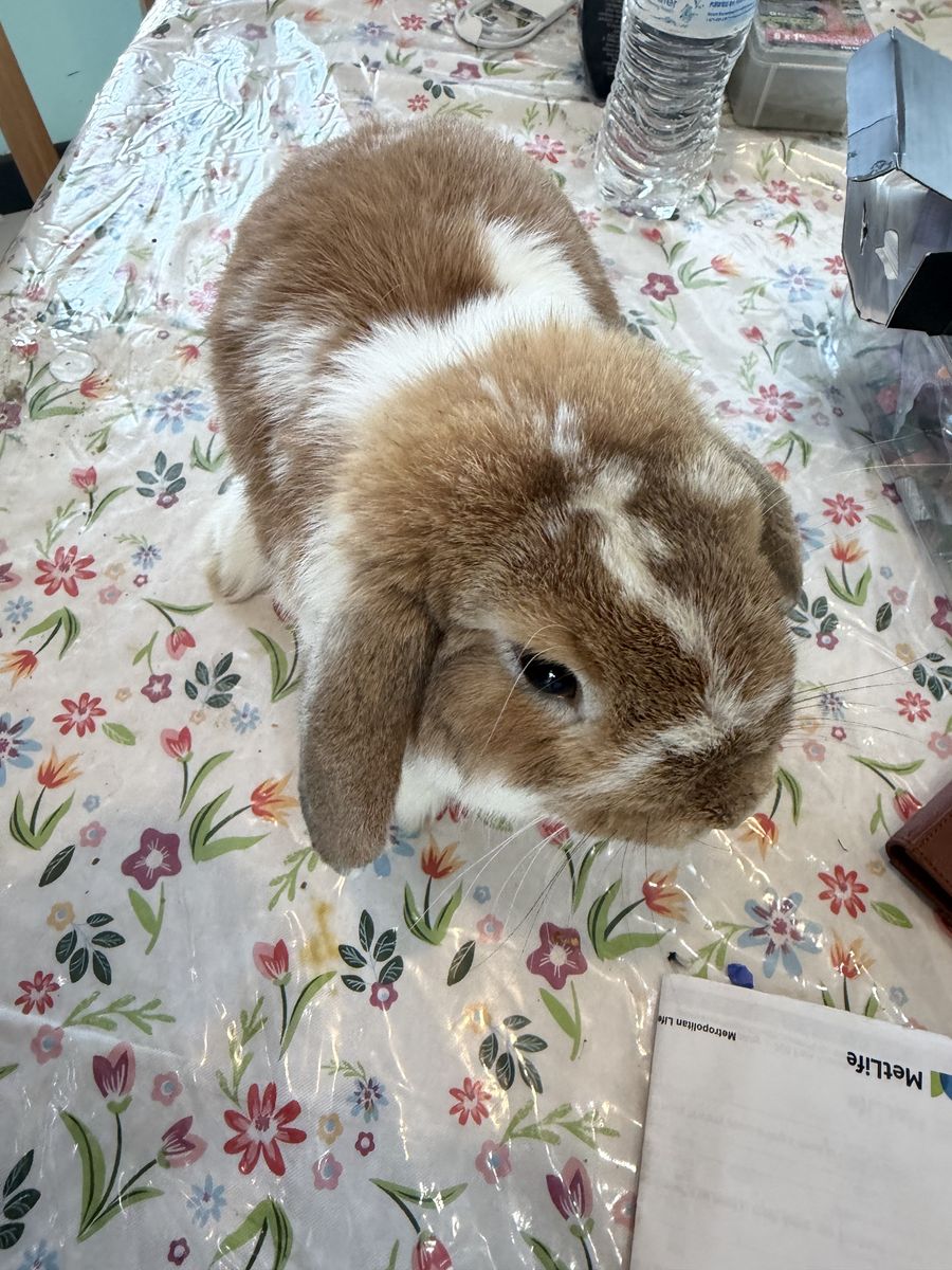 Lop ear male