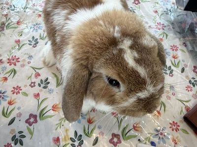 Lop ear male