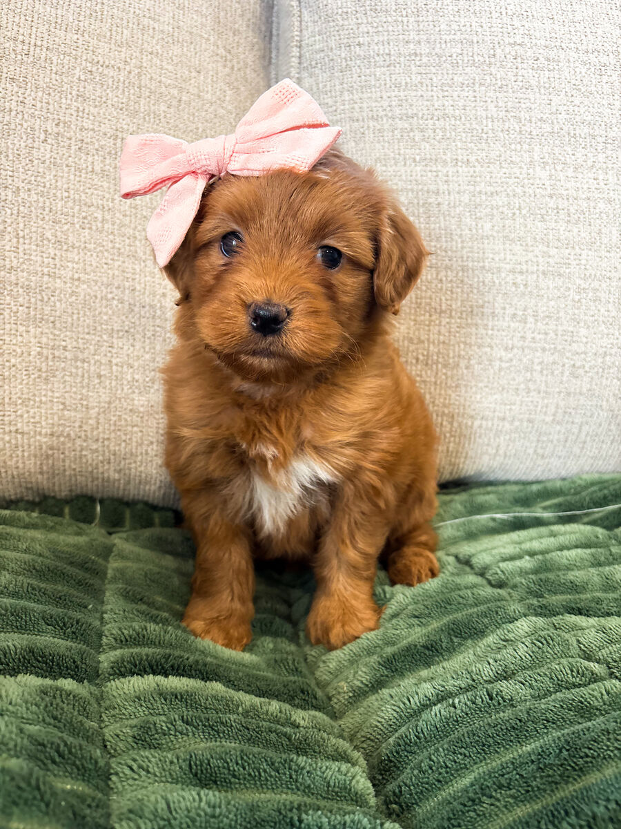 Female TOY GOLDENDOODLE