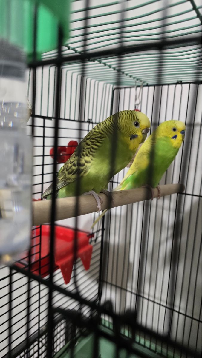 Birds