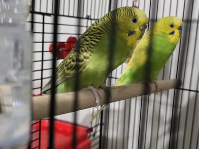 Birds