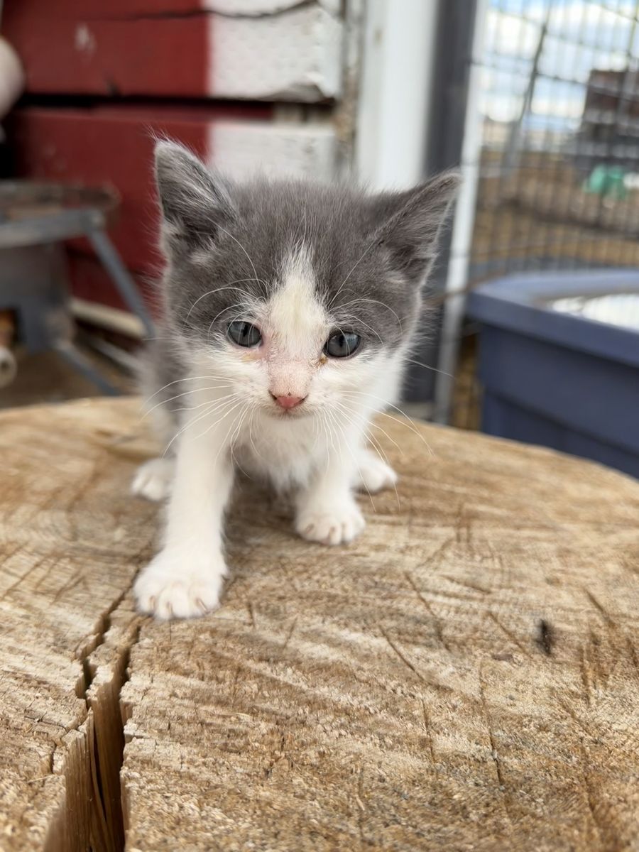 Baby kitties