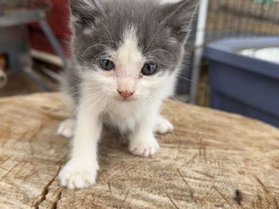 Baby kitties
