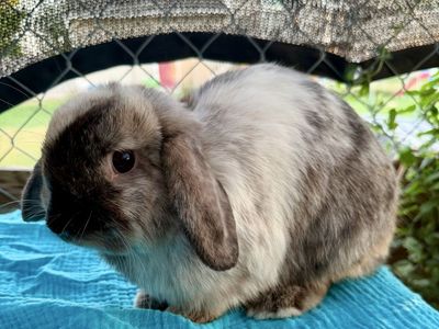 Holland Lop Doe