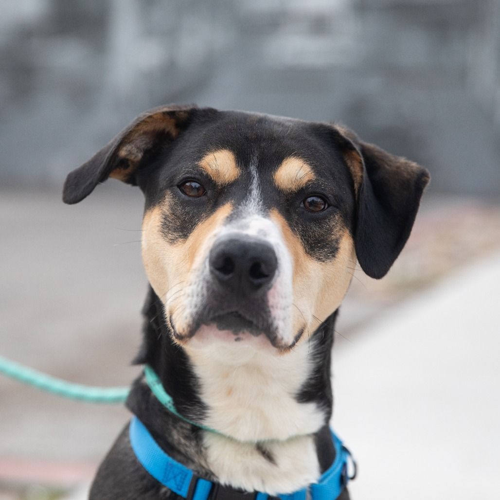 Hello my name is Smartie