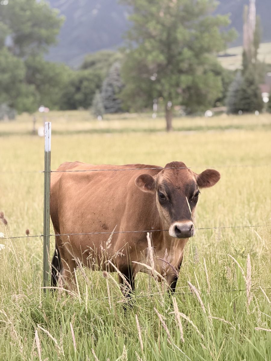 Jersey Family Milk Cow – Halter Broke – Potentially Bred