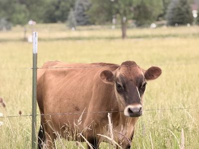 Jersey Family Milk Cow – Halter Broke – Potentially Bred