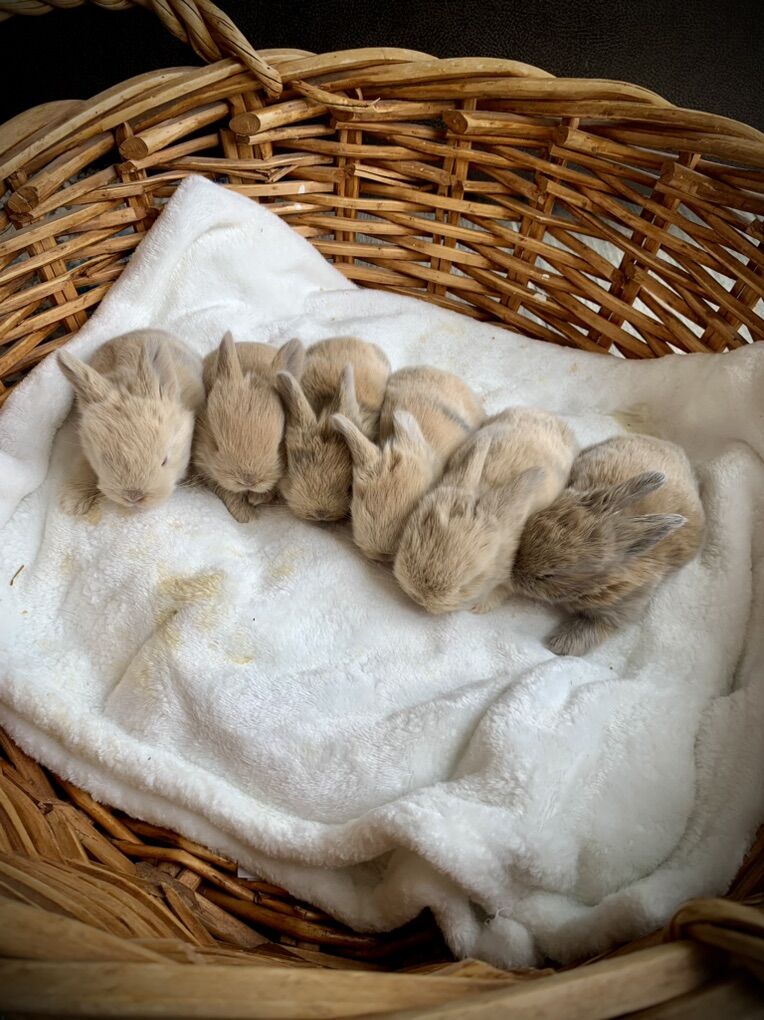 Purebred Holland Lop Baby Bunny Rabbits
