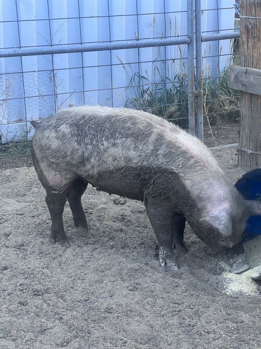 Yorkshire Gilt