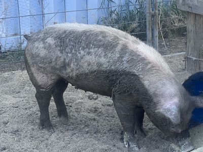 Yorkshire Gilt