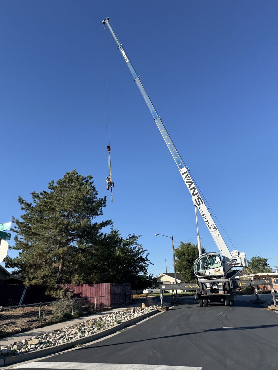Eco-Mex LLC Tree Service | Tree Removal & Trimming | Free Estimates