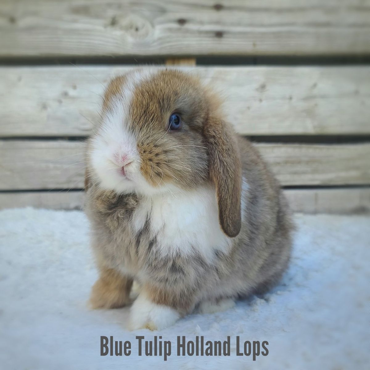 Chocolate Chestnut VM Holland Lop