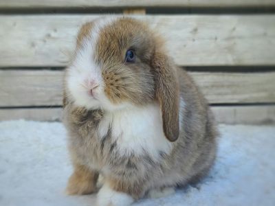 Chocolate Chestnut VM Holland Lop
