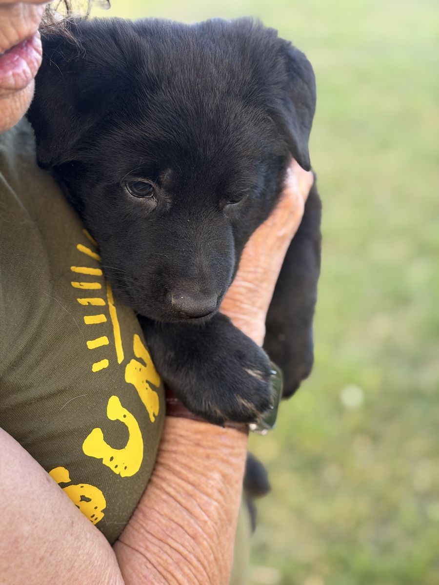 AKC German Shepherd puppy