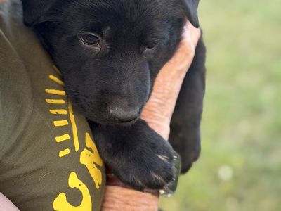AKC German Shepherd puppy