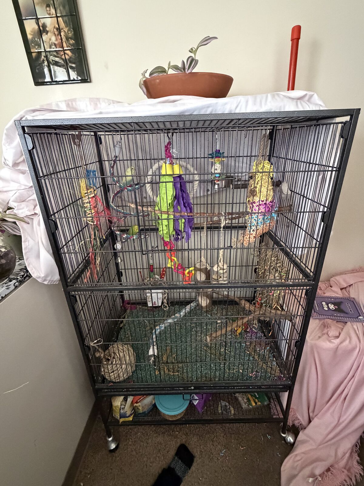 Parakeets and cage for sale