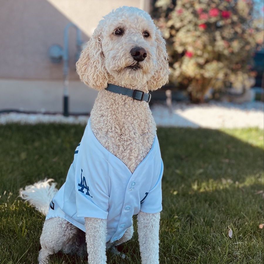 Multigen Labradoodle Stud Service