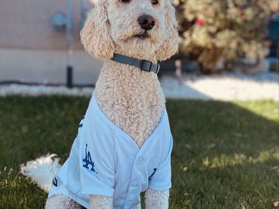 Multigen Labradoodle Stud Service