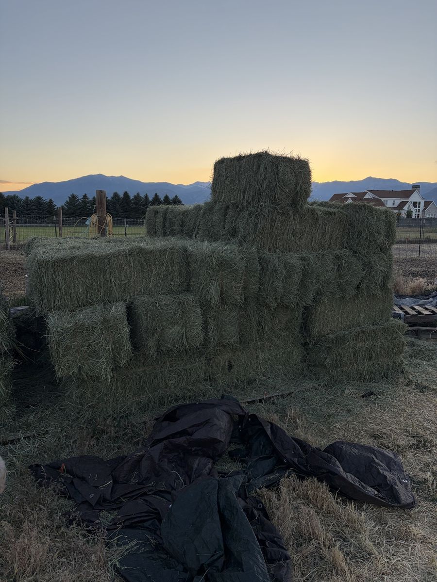 Grass hay for sale