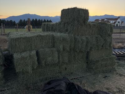 Grass hay for sale