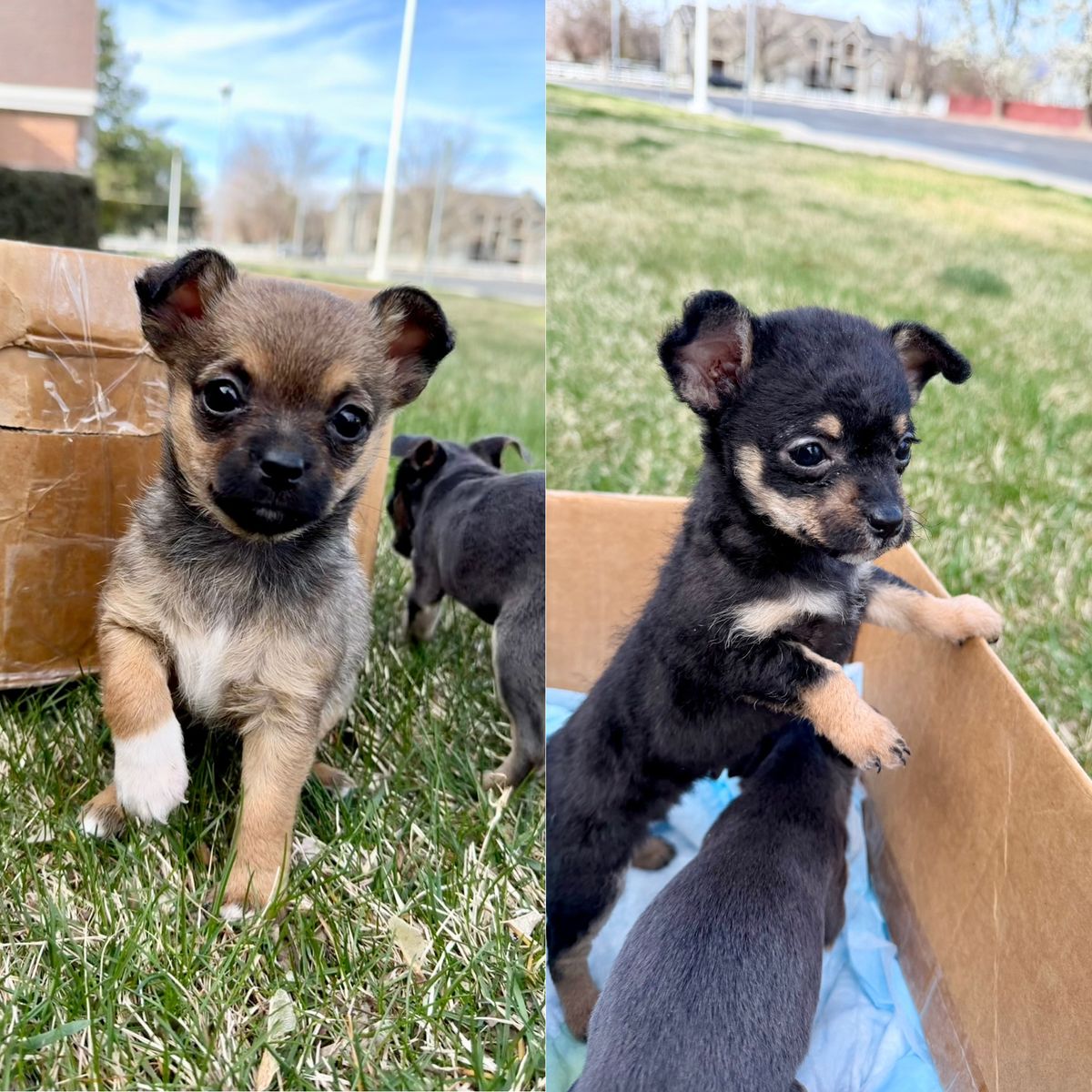 Tiny Female Chihuahua Puppies Very Small Ready Now