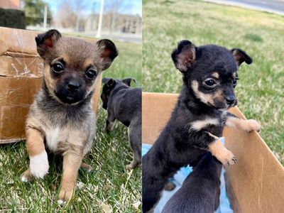 Tiny Female Chihuahua Puppies Very Small Ready Now