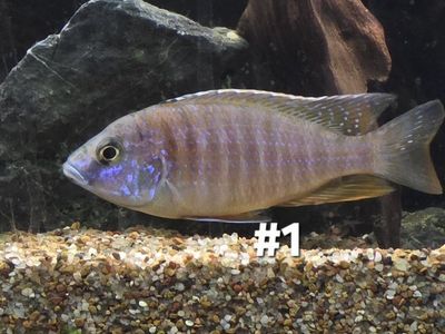 Cichlid mix 1- 2.25 in