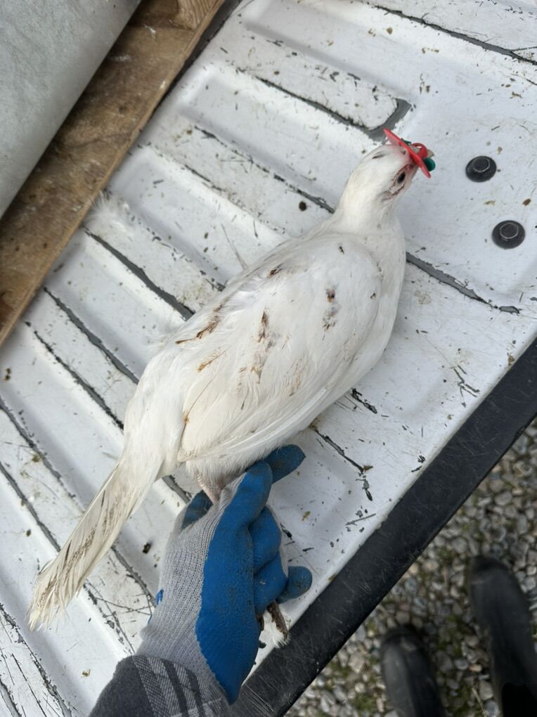 White(Albino) Pheasant Chick 2026 Preorders
